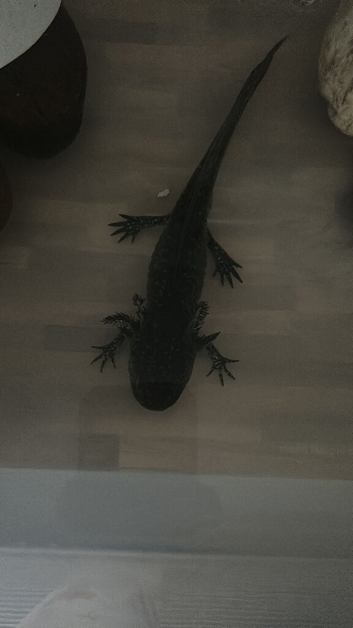 2 black axolotls