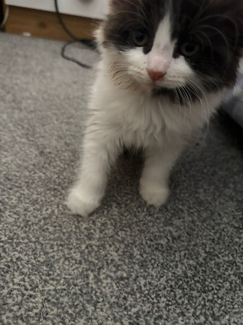 Baby kittens