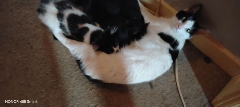 Cats + Kittens