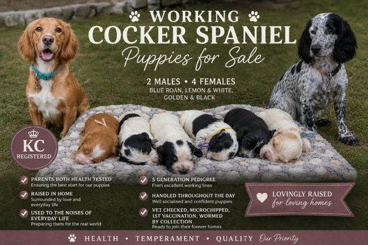 Beautiful KC Working Cocker Spaniels