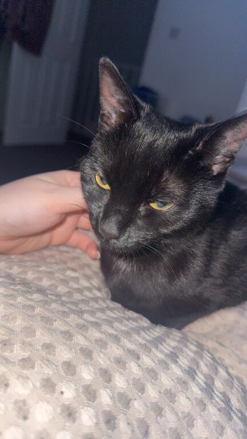 Female Cat