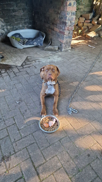 STILL AVAILABLE Cane corso cross doberman for sale