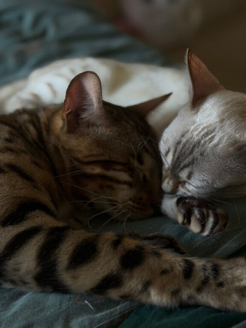 3x Pure Breed Bengals