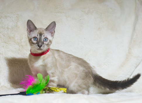 TICA Registered - Beautiful Snow Lynx Bengal Girls Available
