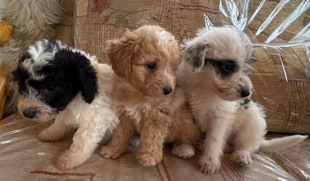 Jackapoo puppies