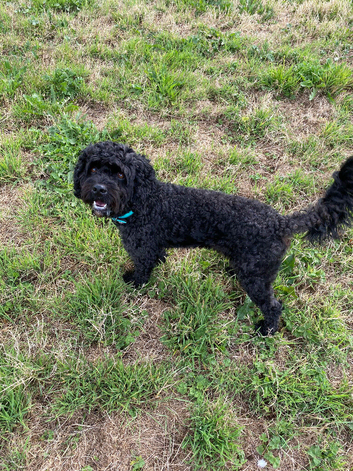 Black cavapoo