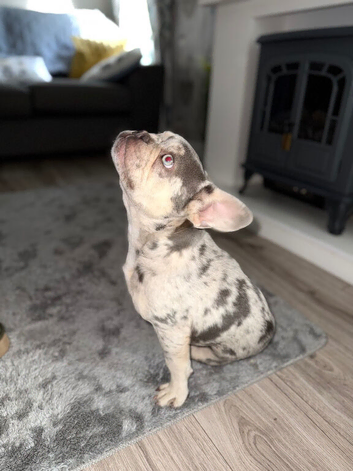 Gorgeous Merle frenchie
