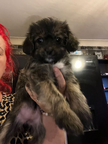 Shih Tzu x Chihuahua 3 FEMALES LEFT