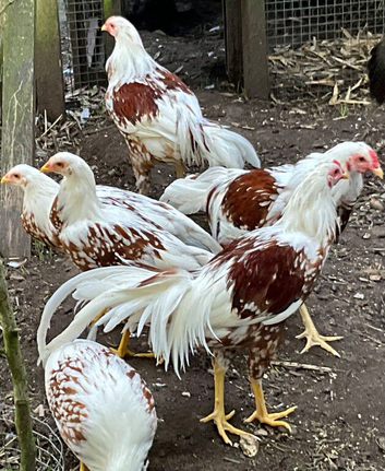 RARE BREED YOUNG PAIR YOKOHAMA RED SADDLE L/F Ferndown, Dorset