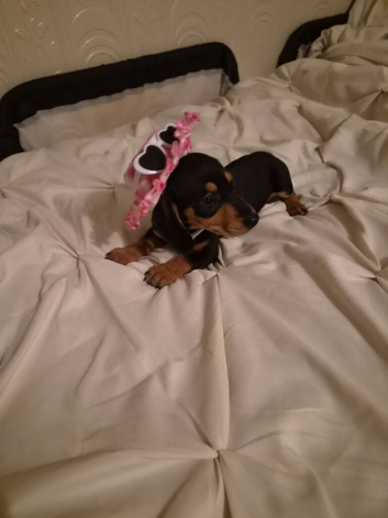 Female pup
