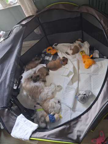 Shih Tzu pups for sale
