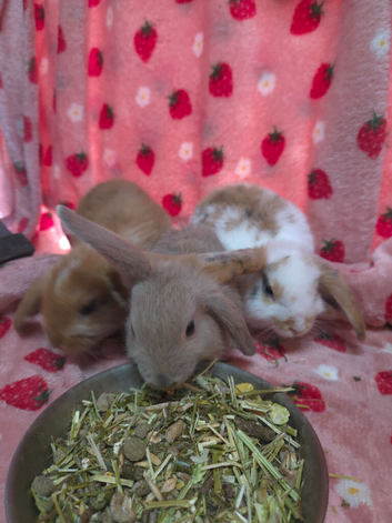 Very Tame mini lop 8weeks