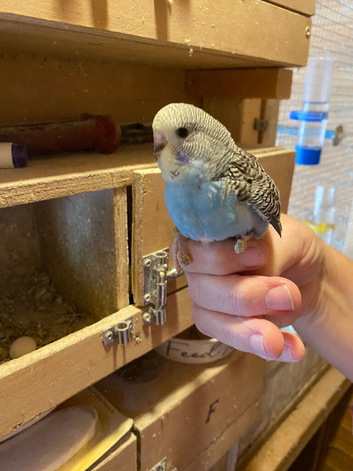 Baby budgies