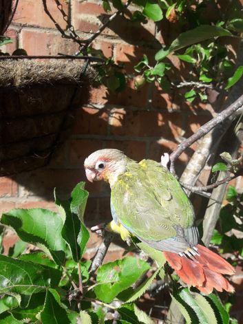 hand reared  yellow sided conures   Female    both sold now