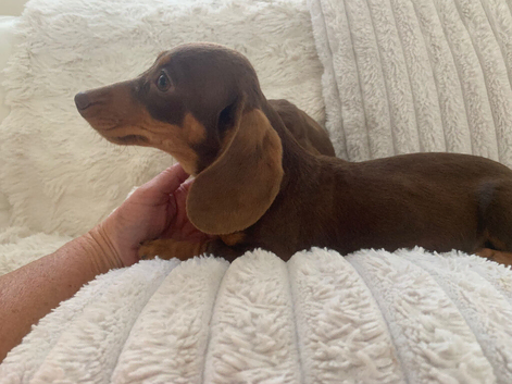 Dachshund puppies ready now