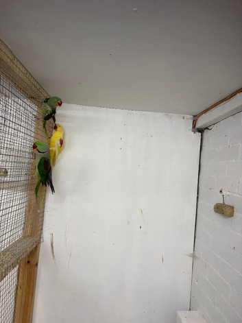 Lutino alexandrine