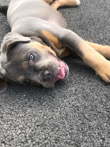 shar pei cross dogue de bordeaux&nbsp;