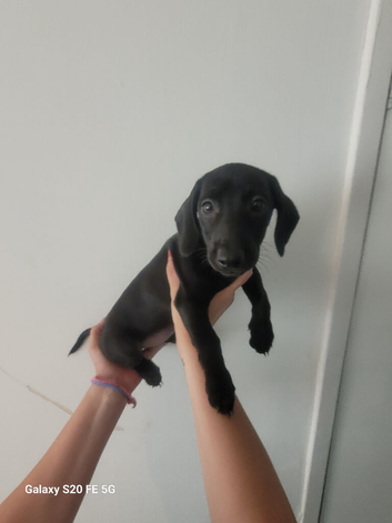 Jack russel x dachshund pups