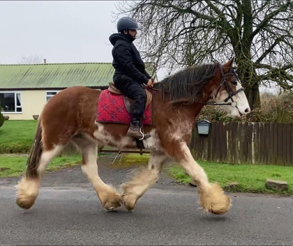 Beautiful mare