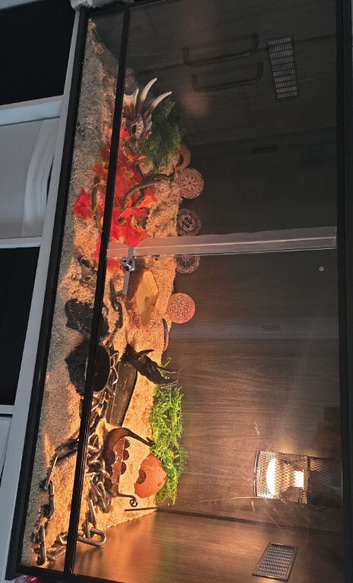 Abberant california kingsnake and enclosure
