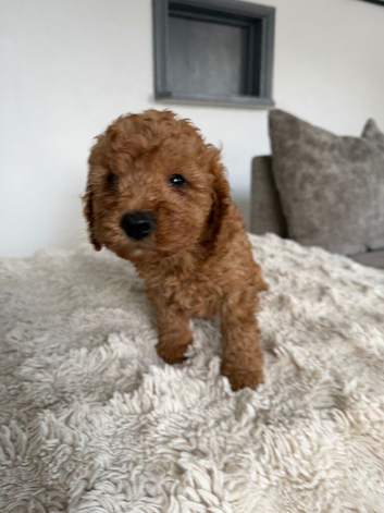 A gorgeous litter of cockerpoo puppies