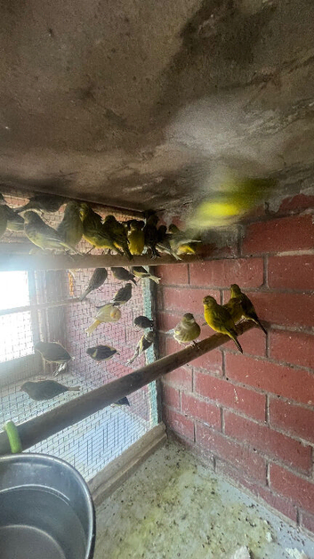 Job lot of 40 canaries