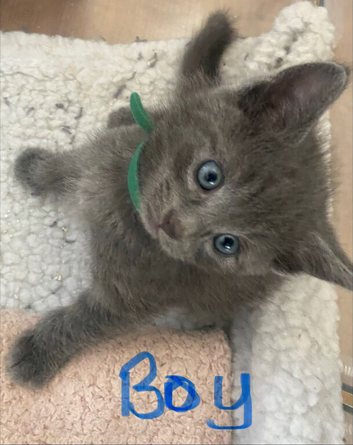 Beautiful ragdoll x American maincoon x Russian blue kittens.