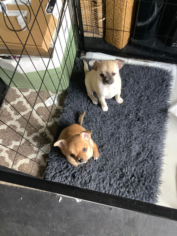 Selling my chihuahua pups getting their first jags on the 6 of October then second on the 20 October and micro chip