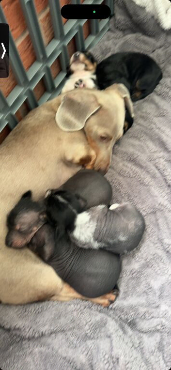 Chinese crested cross miniature dachshund