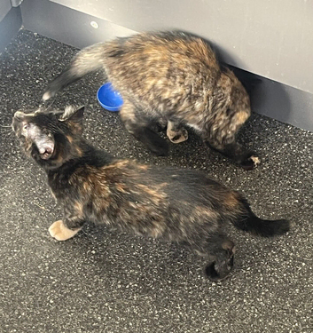 3 beautiful kittens