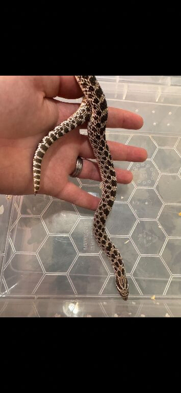 Hognose snake for new home or trade for geckos