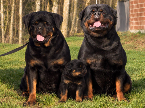 Top quality kc Rottweiler pups german/serbian