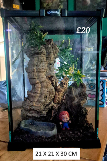 Tarantulas and true spiders forsale