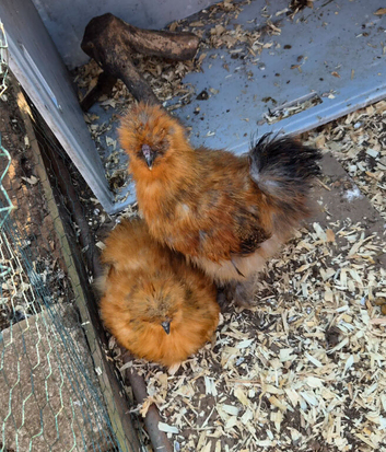Pair of Silkies