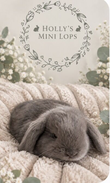 Gorgeous mini lop bunnies for sale