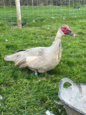 Muscovy ducks/ducklings