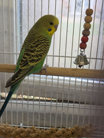 Beautiful Baby green Boy