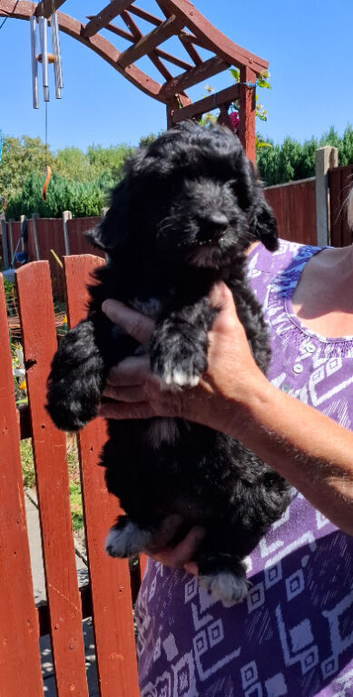 Border collie x mini poodle