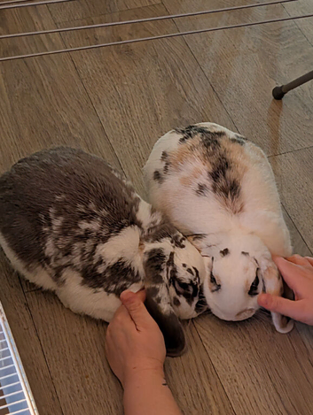 Pair of Mini Lop Rabbits