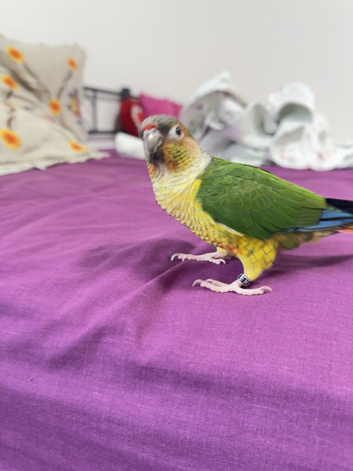 Tame grrencheek conure