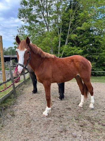 Ish x Chestnut gelding