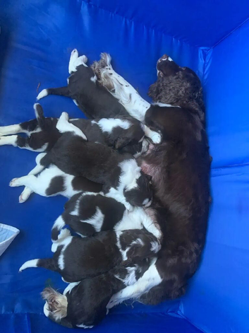 English Springer spaniel puppies