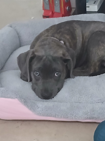 Cane Corso mixed with a Presa Canario