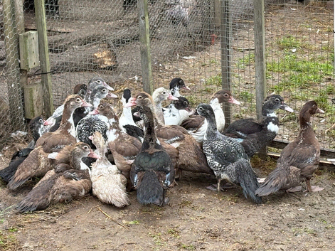 Muscovy female ducks
