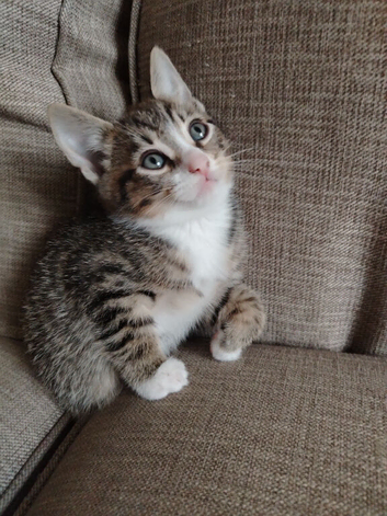 Kittens for sale