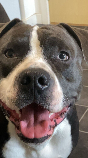 11 month old staffy