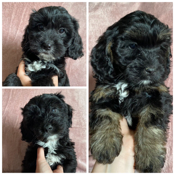 F1 Cockapoo puppies