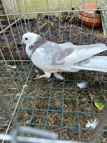 Roller cock