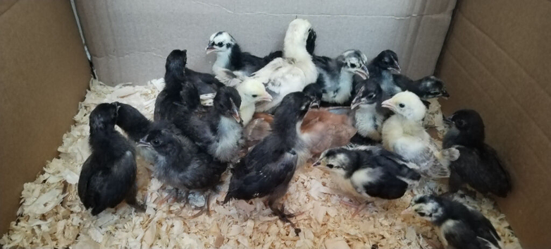 Serama chicks unsexed