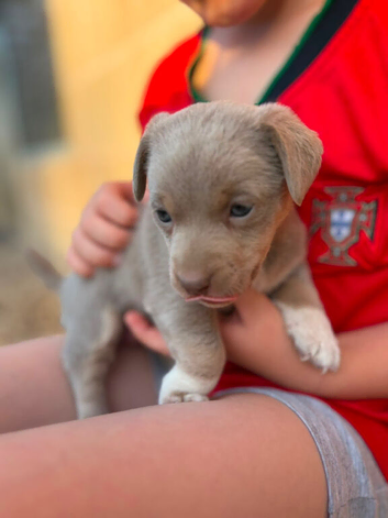 Jack Russell puppies for sale